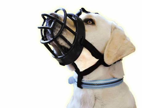 Maulkorb mit Kopfriemen Stirnriemen